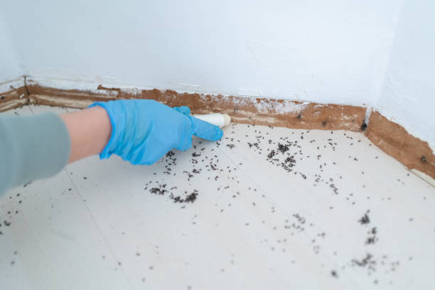 Best Rat Extermination Near Me  in Gonzales, CA